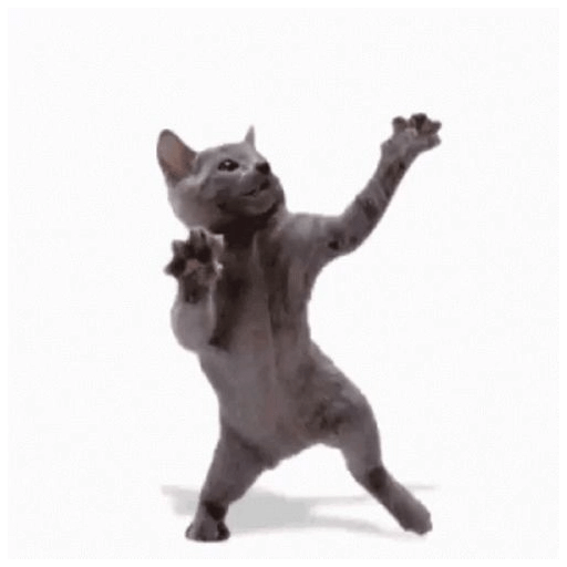 KUCING IMUT  11