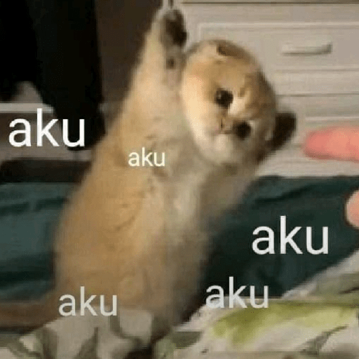 Meme kucing lucu 7