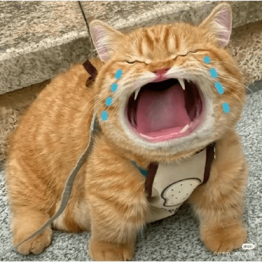 Meme Kucing Gemoy 😸✨ 3