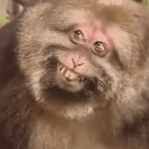 Animais engraçados  8