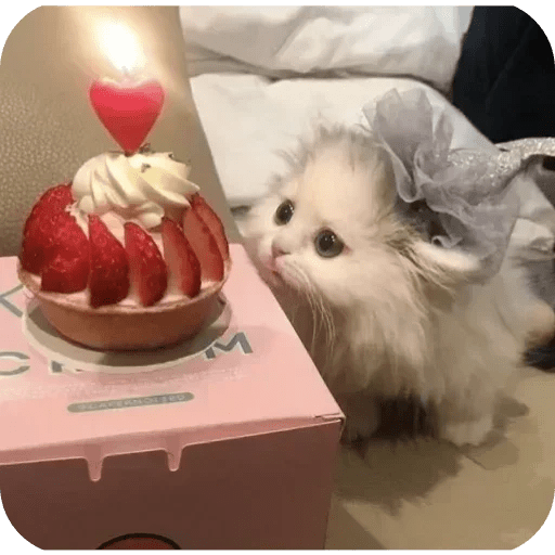 Gatos funny cats 😺🐈‍⬛ 19