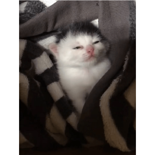 Gatitos 😹 6