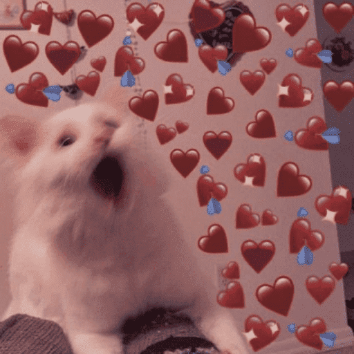 Gatinhos fofos 9