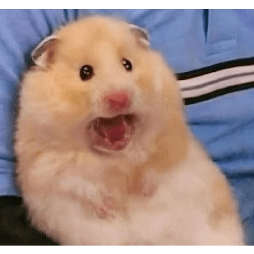HAMSTER IMUT 7