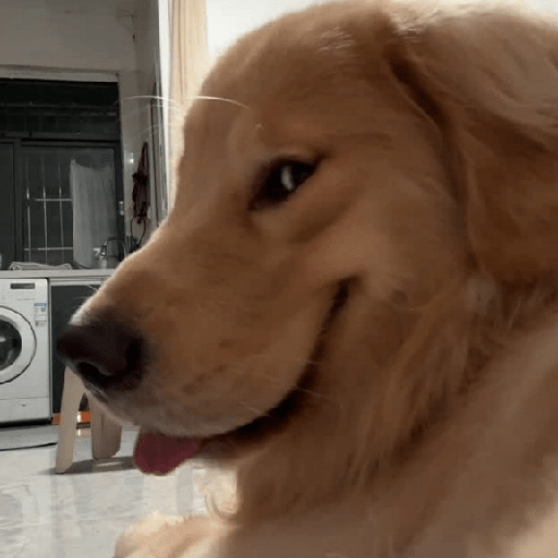 🐾Perritos Reacciones #4 11