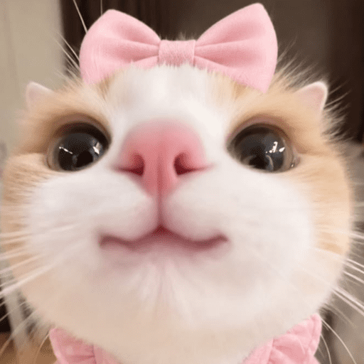 Gatinhos fofos 15