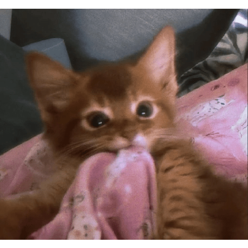 Gatitos ☺️ 3
