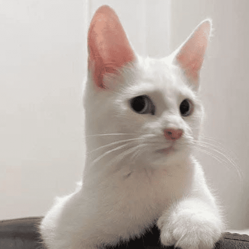 Gatinhos fofos 1