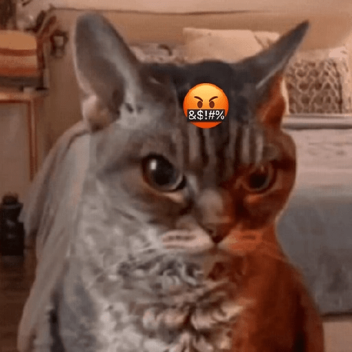 Gatitos enojados 😡 🔥 13