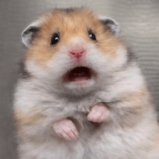🐀Ratitas y Hámsters 🐹 16