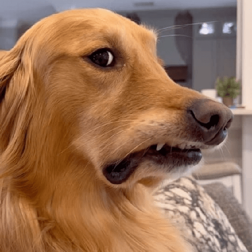 🐾Perritos Reacciones #4 9