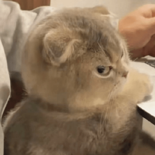 Gatitos enojados 😡 🔥 16