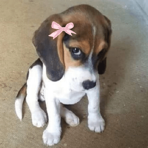 Perritos enojados 🔥😡 17
