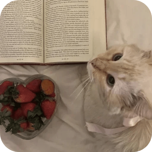 Gatos funny cats 😺🐈‍⬛ 15