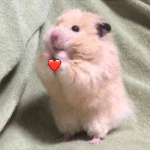 HAMSTER IMUT 10