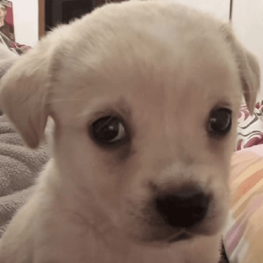 Perritos 🤭 7