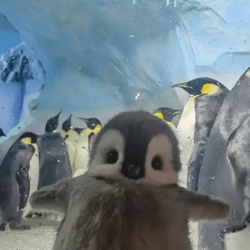 💓 Pingüinos bebé 3🐧 7