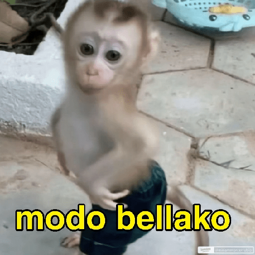 Changuitos Random 🐒 14