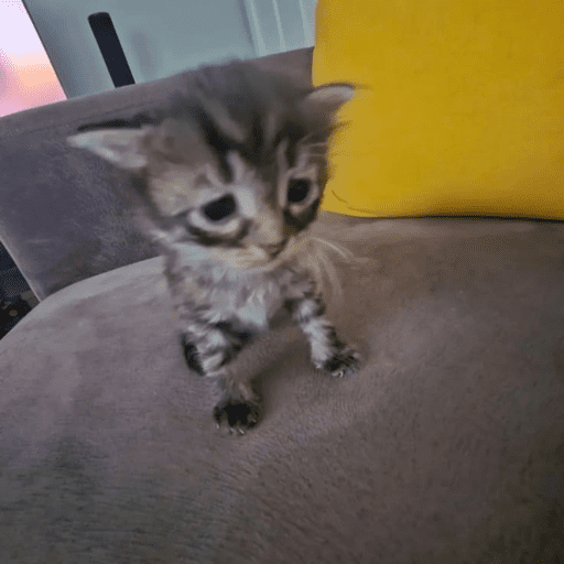 Gatinhos fofos 11