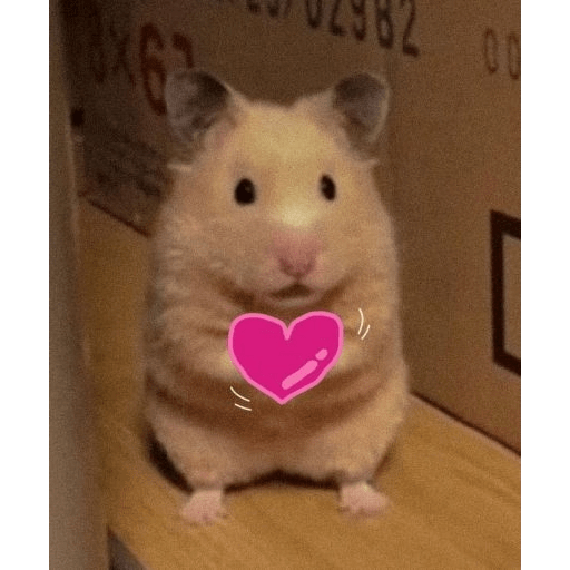 HAMSTER IMUT 11