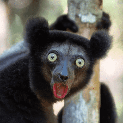 Animais engraçados  6