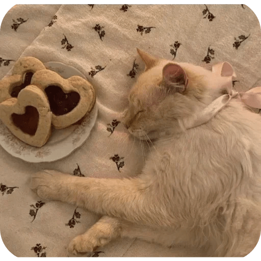 Gatos funny cats 😺🐈‍⬛ 10