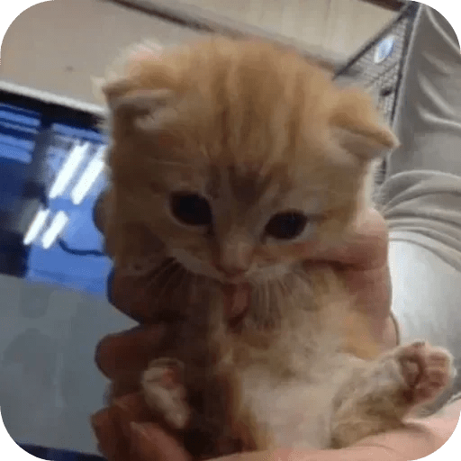 Gatos funny cats 😺🐈‍⬛ 18