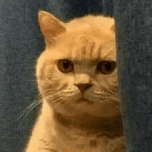 🤣 Memes Buenos reacciones 💥🤣 8