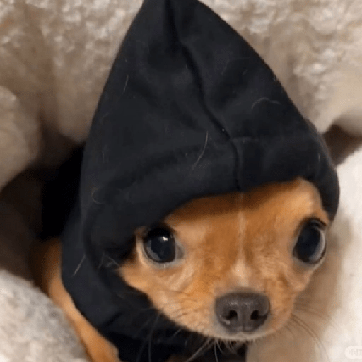 🐾Perritos Reacciones #4 5