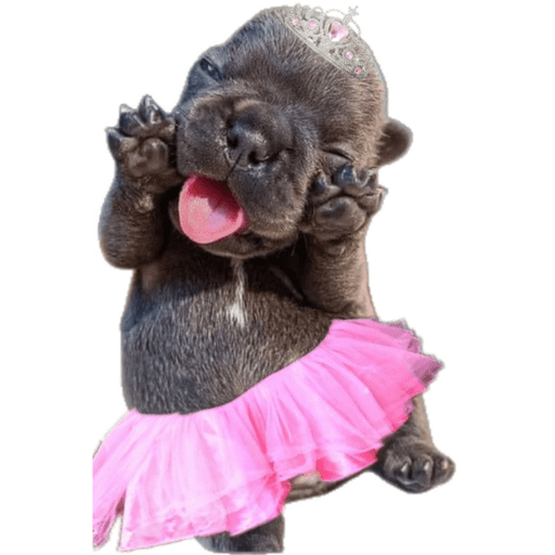 Pibble 10