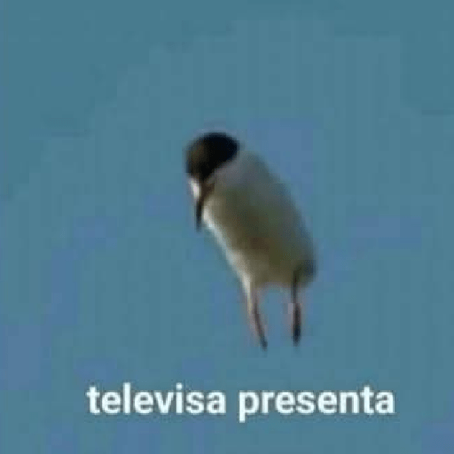 Memes 76 17