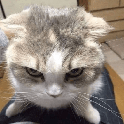 Gatitos enojados 😡 🔥 11
