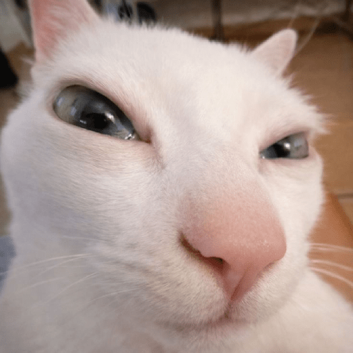 Gatitos 🙊 6