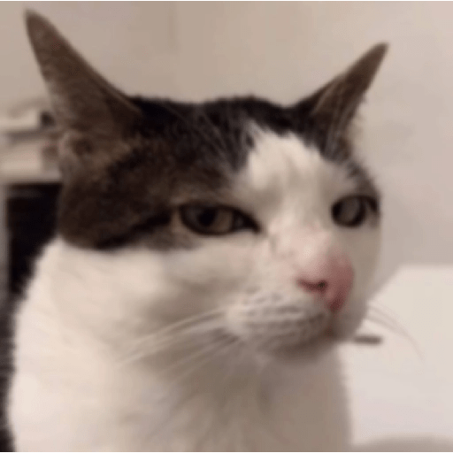 Gatitos enojados 😡 🔥 6