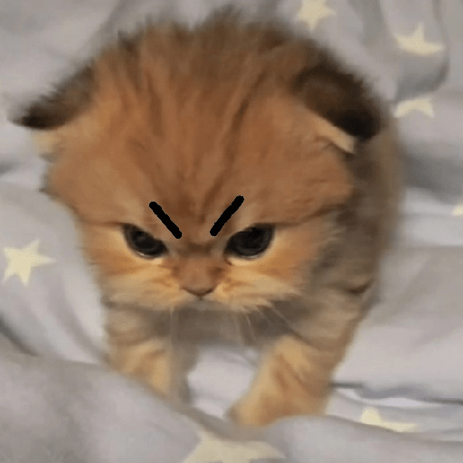 Gatitos enojados 😡 🔥 4