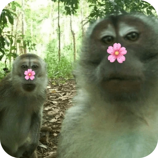 Monitos bonitos tiernos 🌸🙈 7