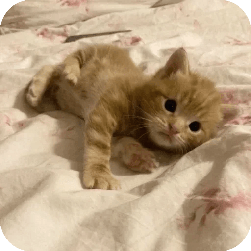 Gatos funny cats 😺🐈‍⬛ 5