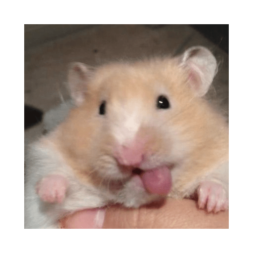 HAMSTER IMUT 8