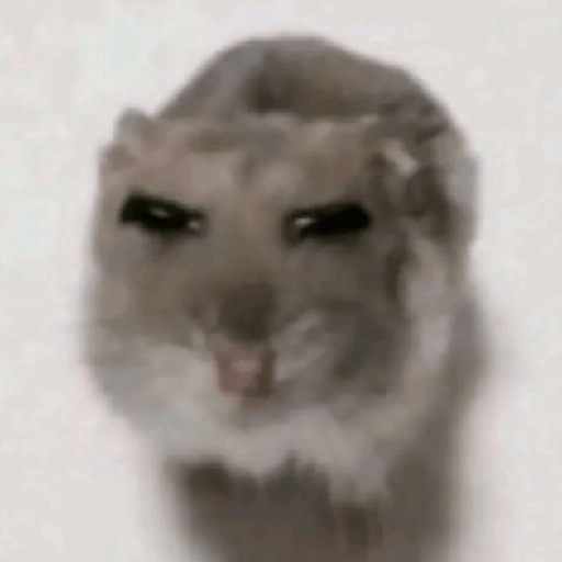 🐀Ratitas y Hámsters 🐹 4
