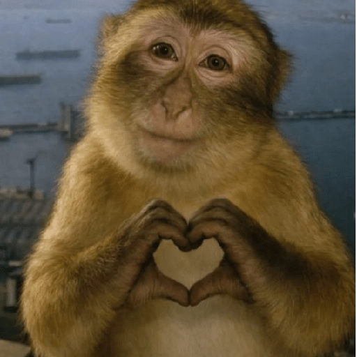 Changuitos Random 🐒 10