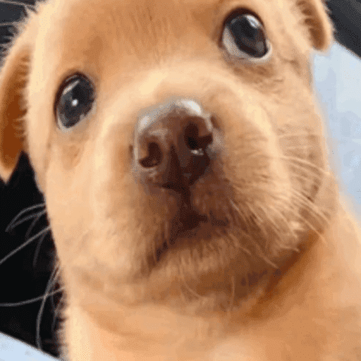 Pibble 5