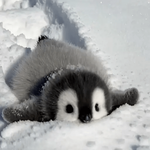 💓 Pingüinos bebé 3🐧 12