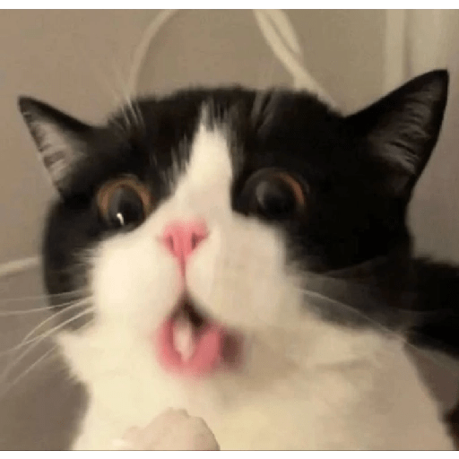 Gatitos 😝 5