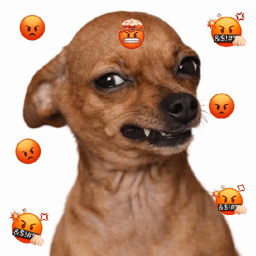 Perritos enojados 🔥😡 11