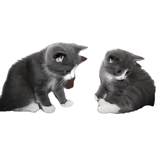 Gatitos memes viral 🔥 16