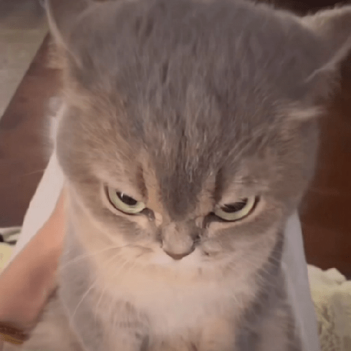 Gatitos enojados 😡 🔥 9