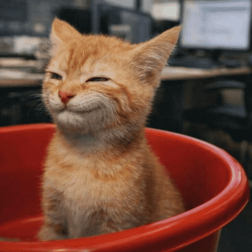 Gatinhos fofos 3