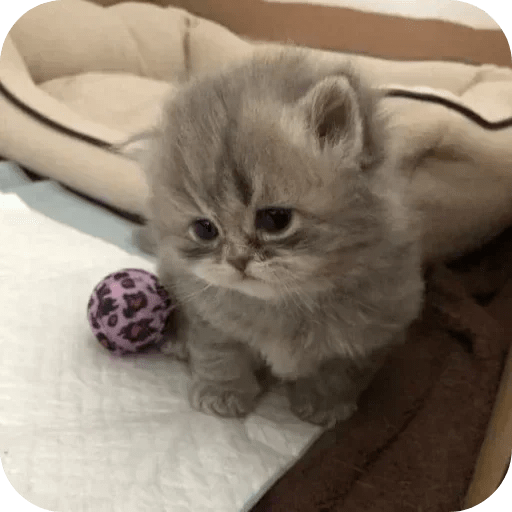 Gatos funny cats 😺🐈‍⬛ 16