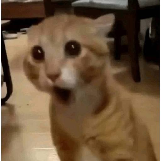 MEME TIKTOK VIRAL 24
