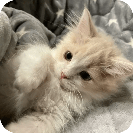 Gatos funny cats 😺🐈‍⬛ 12
